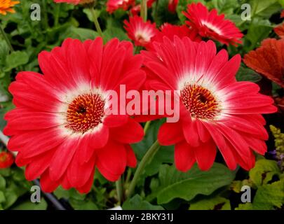 Close up of red and white gerbera daisy flowers Stock Photo