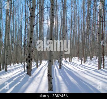 Forest Aspen trees winter Stock Photo