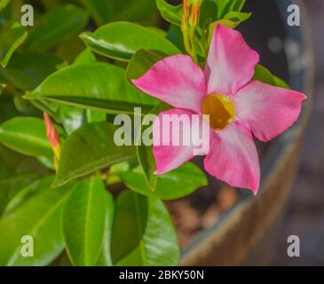 Dipladenia, Mandevilla Sanderi, is a annual shrub. With showy pink, red ...