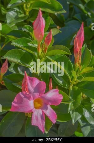 Dipladenia, Mandevilla Sanderi, is a annual shrub. With showy pink, red ...