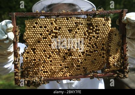 05 May 2020, Berlin: A beekeeper holds a honeycomb with covered drone brood in her hands, which she has cut out of a beehive. The beekeepers remove the drone brood from the bee colonies to prevent or contain the spread of the dreaded Varroa mite. The mite, which was introduced from Asia in the 1970s, is oval, 1.4 mm wide and 1.2 mm long and lays its eggs in the bees' covered brood cells. The mites sting the young bee larvae and suck the blood to feed. The bee larvae are weakened by the blood loss and are susceptible to pathogenic viruses and bacteria. As the bees hatch, the mites also leave th Stock Photo