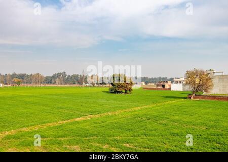 Young wheeat crop field, beautiful view of green wheat crop with blue sky in Punjab, India. Stock Photo