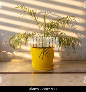 Dracaena marginata plant potted in yellow pot lying on the marble floor in the house.. Stock Photo