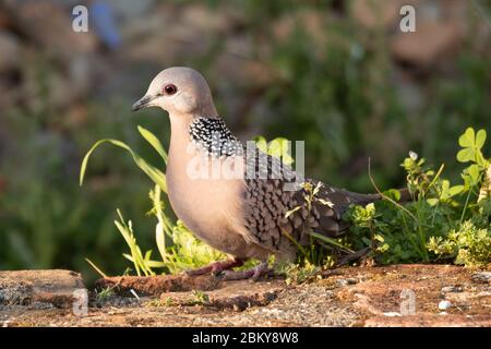 Spotted dove sitting on surface, blur background, close-up Stock Photo