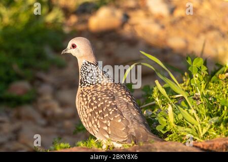 Spotted dove sitting on surface, blur background, close-up Stock Photo