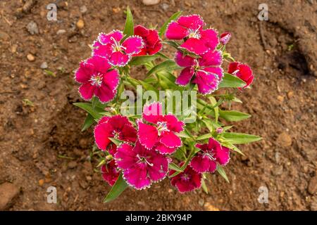 Red sweet william or dianthus barbatus  flower plant growing on soil, closeup Stock Photo
