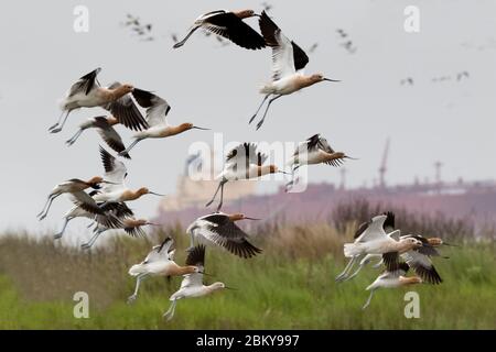 The flock  of American avocets flying over Galveston Bay, Galveston, Texas