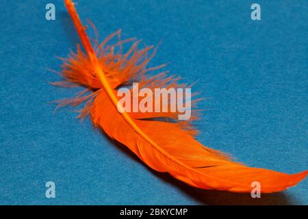 an orange chicken feather for Easter on blue background Stock Photo