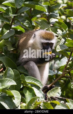 A male vervet monkey, in a guava tree eating a guava, Karen, Nairobi, Kenya.  5 May 2020 Stock Photo