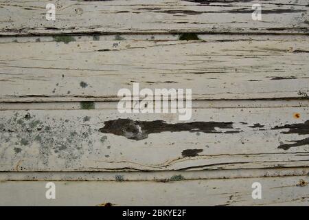 Lichen (Lecanora muralis) growing on weathered timber. Stock Photo