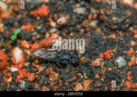 Hermetia illucens, black soldier fly foraging into a compost pile.  Black soldier flies are excellent decomposers. Stock Photo