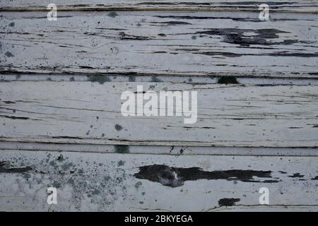 Lichen (Lecanora muralis) growing on weathered timber. Stock Photo