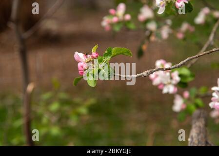 Honey bee gathering pollen in pink apple blossom buds. Stock Photo
