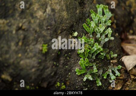 liverworts. Like mosses and hornworts, they have a gametophyte-dominant life cycle Stock Photo