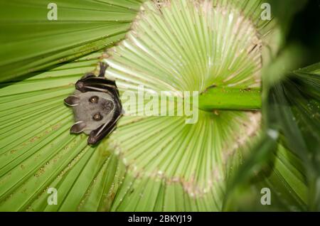 bat  are sleeping in palm tree on the ceiling period midday Stock Photo