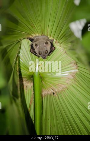 bat  are sleeping in palm tree on the ceiling period midday Stock Photo