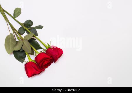 Three red roses on white backgroung with copy space. Top view. Flat lay. Stock Photo