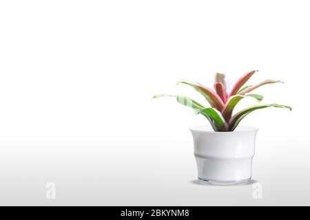 Green and red Bromeliad isolated on white background. Stock Photo