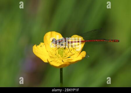 A pretty Large Red Damselfly, Pyrrhosoma nymphula, perching on a Buttercup flower. Stock Photo