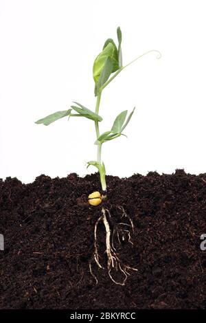 Green sweet pea sprout growing in soil Stock Photo