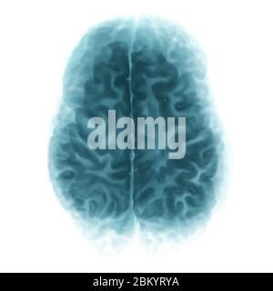 Top View Brain Isolated On White Background Stock Photo