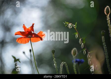Macro shot of red poppy with blurry nature background.