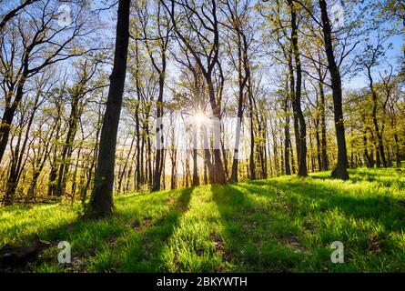 Sprinf forest with sun rays Stock Photo