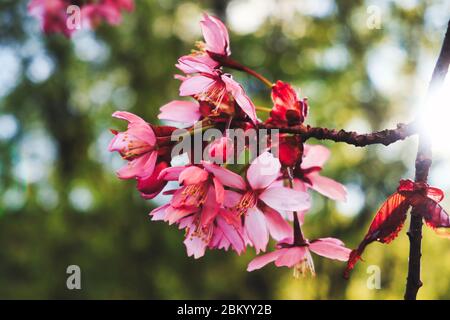 Close up of pink cherry tree blossoms in backlight on a sunny spring Morning, in camera bokeh, soft focus, artistic filters for effect. Stock Photo