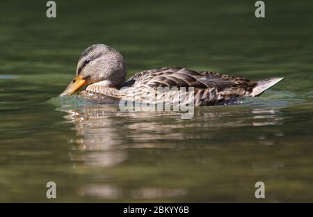 Duck in river, outdoor nature Stock Photo