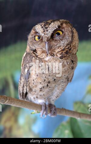 A young little Long-Eared owl sitting on a branch looking at the camera. Cute Asio Otus. A closeup of a Young owl standing on a tree branch under the