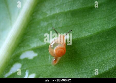 Closeup a little snail relaxing on a green leaf Stock Photo