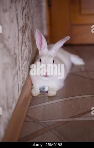 The big and fluffy rabbit lies on the floor Stock Photo