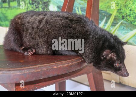 Black male Asian Palm Civet lying and resting on a wooden chair in a coffee shop in Bali, Indonesia. This Coffee is the most expensive coffee of the w Stock Photo