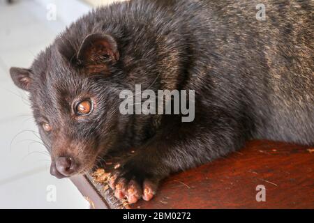 Black male Asian Palm Civet lying and resting on a wooden chair in a coffee shop in Bali, Indonesia. This Coffee is the most expensive coffee of the w Stock Photo