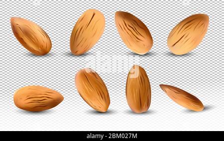 Collection peeled almond. 3D realistic almond from different angles ...