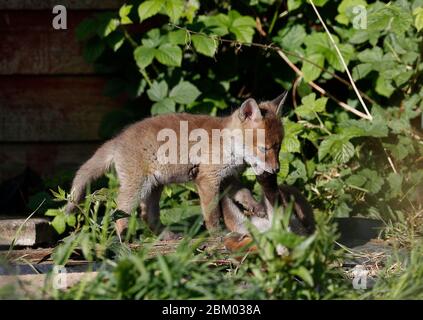 Loughborough, Leicestershire, UK. 6th May 2020. UK Weather. Fox cubs play in the early morning sun on an allotment. Credit Darren Staples/Alamy Live News. Stock Photo