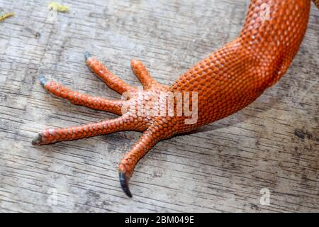 Close up on front leg with sharp claws of tropical reptile Red Iguana. Focus on leg with scaly skin. Skin in red, orange, yellow and blue tones. Red i Stock Photo