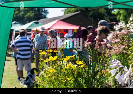 Garden plants on sale at a stall at Cowden village summer fete in Kent, UK Stock Photo