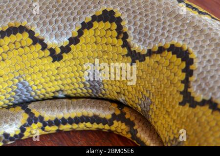 Albino reticulated python. Python snake yellow lying on the wooden table. Close up of Big Python regius or Royal Python is a large non poisonous snake Stock Photo