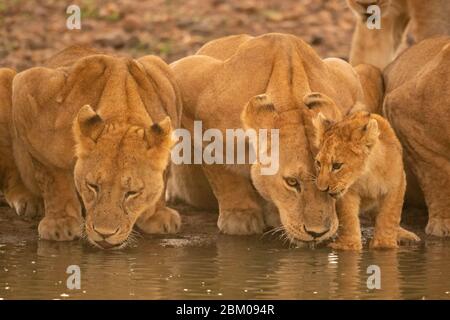Two lionesses lie drinking water by cub