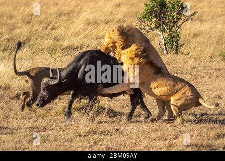 Two male lion attack buffalo near another Stock Photo