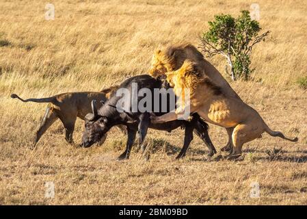 Two male lion attack buffalo by another Stock Photo