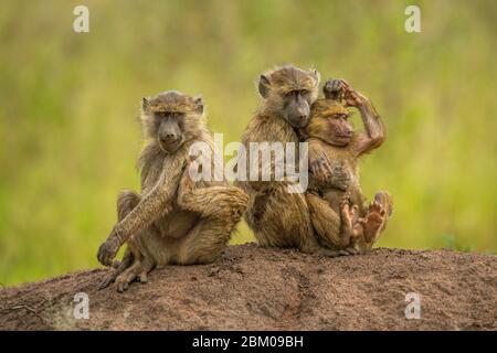 Two olive baboons sit cuddling beside another Stock Photo