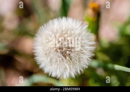 Close up of a dandelion seed head in blurred green grass background. Stock Photo