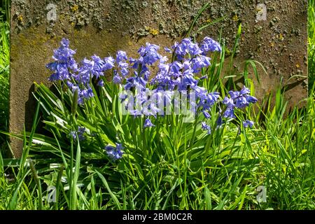 Common English bluebells growing at the base of a gravestone Stock Photo