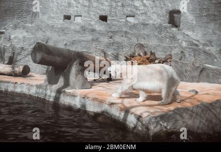 white bear walking on stone in a zoo Stock Photo