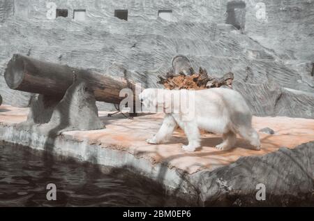 white bear walking on stone in a zoo Stock Photo