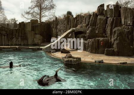 Playful California sea lions (Zalophus californianus) in the  pond of  Berlin Zoo (Zoological garden). Seal is swimming in blue pond crystal clear Stock Photo