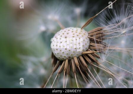 Close up dandelion head and dandelion seeds Stock Photo