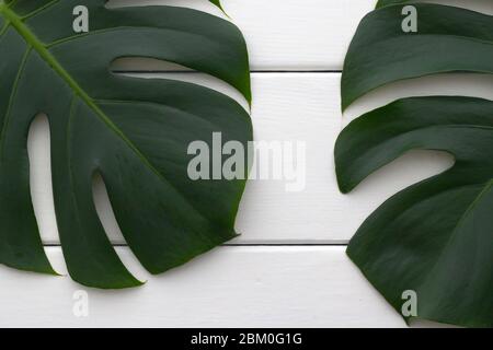 Leaves from a Swiss Cheese Plant (Monstera Deliciosa) on a rough white wooden table. Background image. Stock Photo